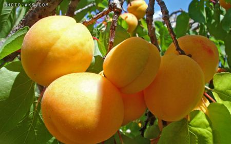 میوه زردآلو Apricot